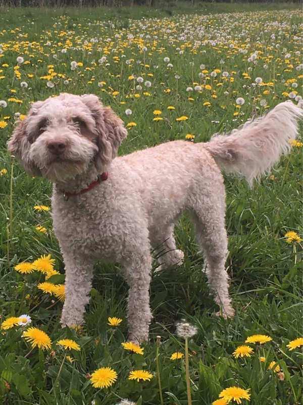 Hundeklasse